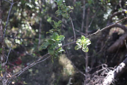 Image de Coprosma ochracea W. R. B. Oliv.