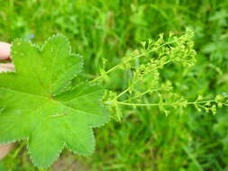 Image of Alchemilla micans Buser