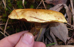 Image of Suillus grevillei (Klotzsch) Singer 1945