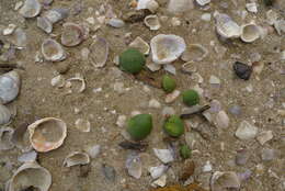 Image of Avicennia marina subsp. australasica (Walp.) J. Everett