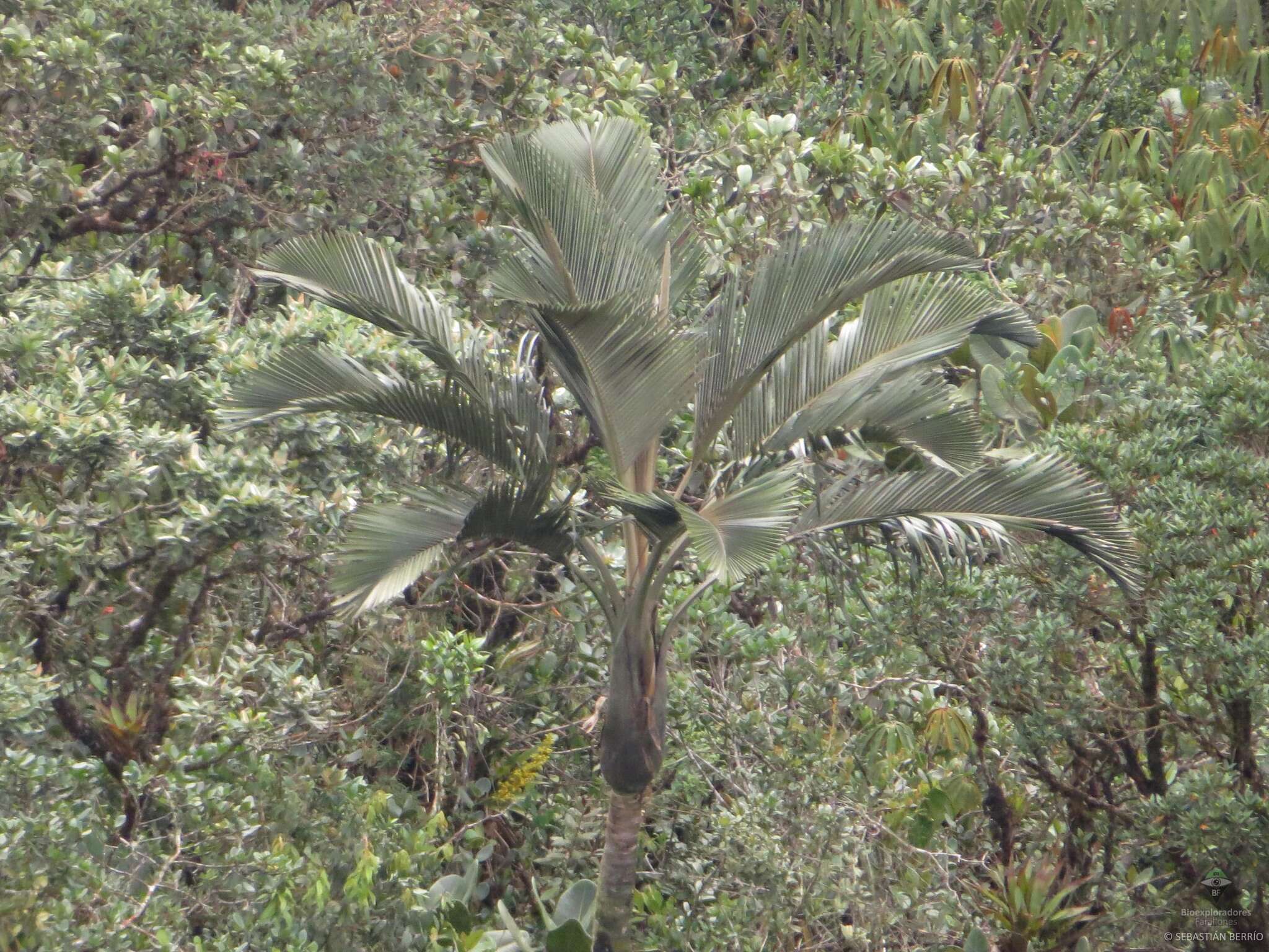 Image of Ceroxylon parvifrons (Engel) H. Wendl.