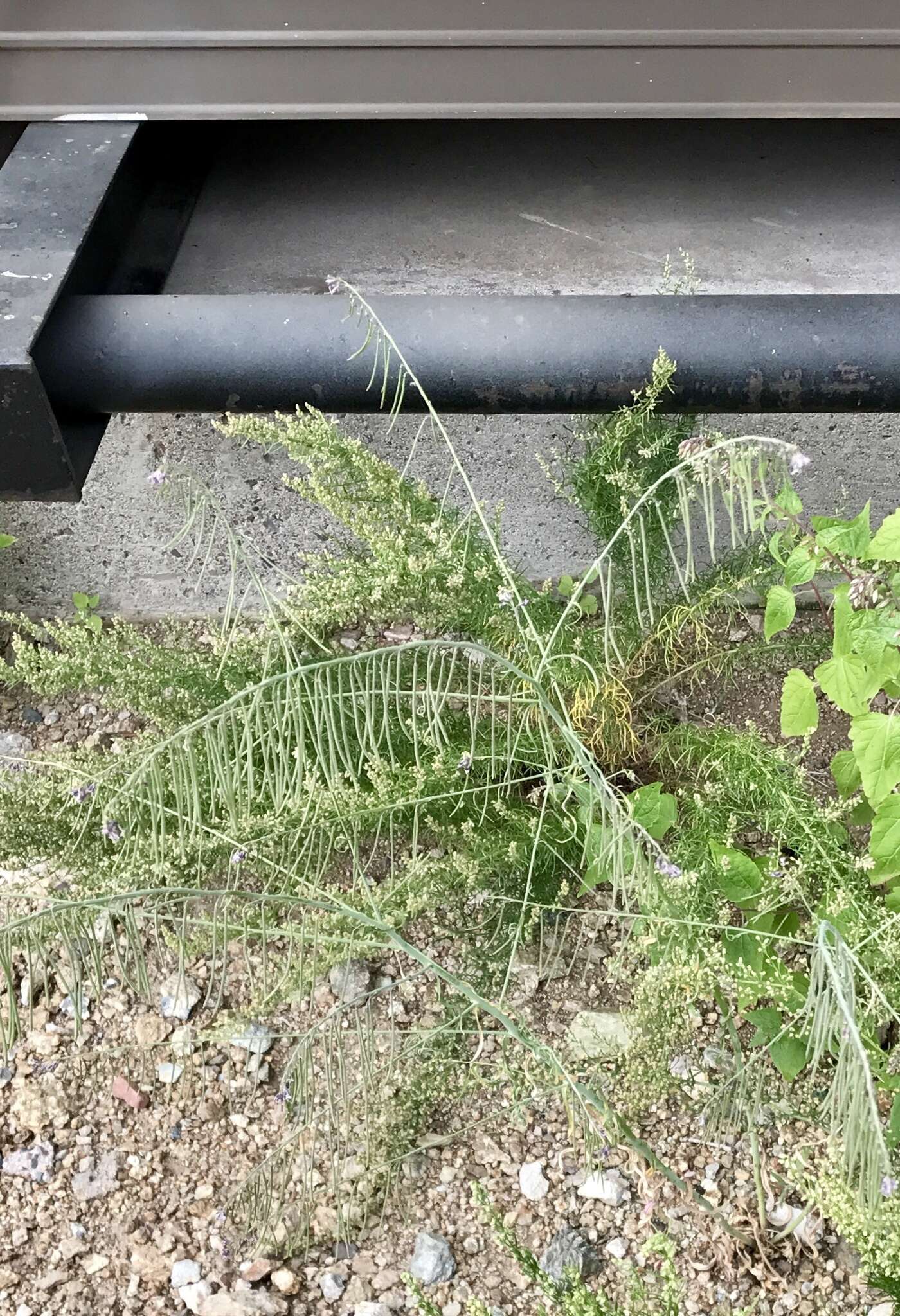 Plancia ëd Hesperidanthus linearifolius (A. Gray) Rydb.