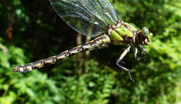 صورة Ophiogomphus aspersus Morse 1895