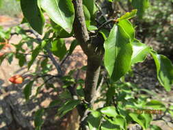 Image of Boat-fruit plane