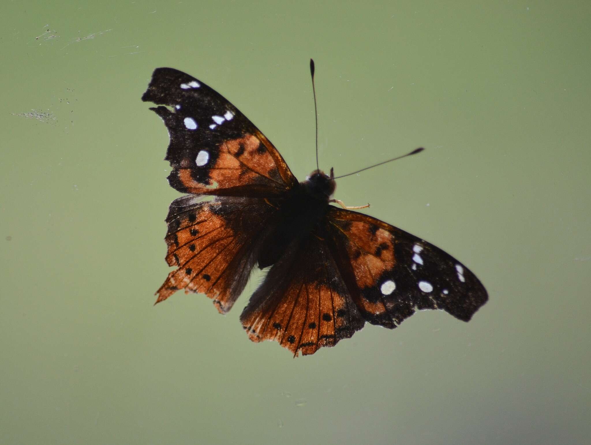 Image of Hypanartia kefersteini Doubleday (1847)