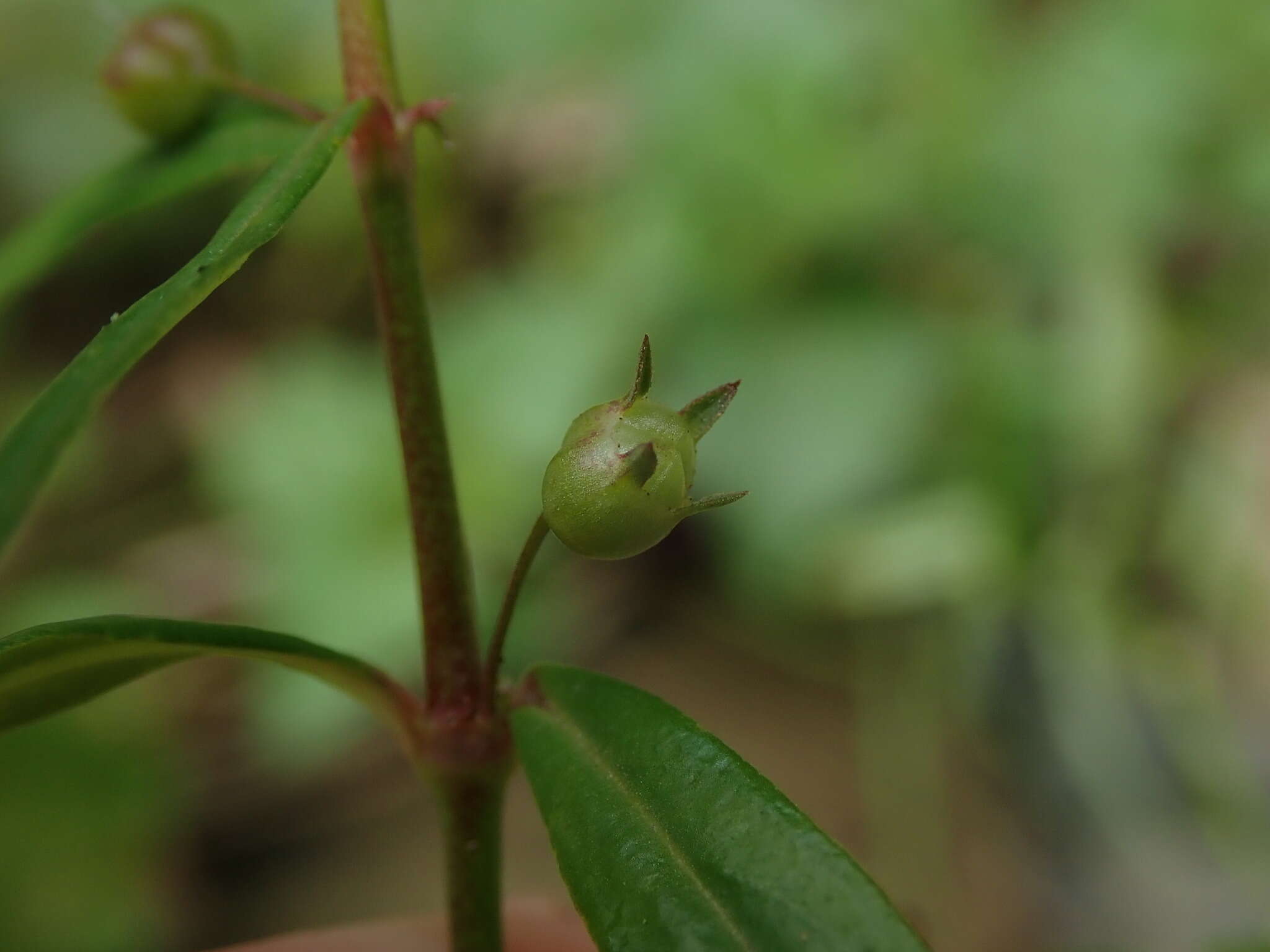 صورة Oldenlandia lancifolia (Schumach.) DC.