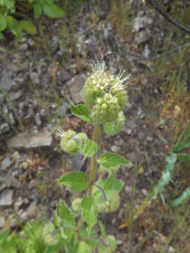 Image of shade phacelia