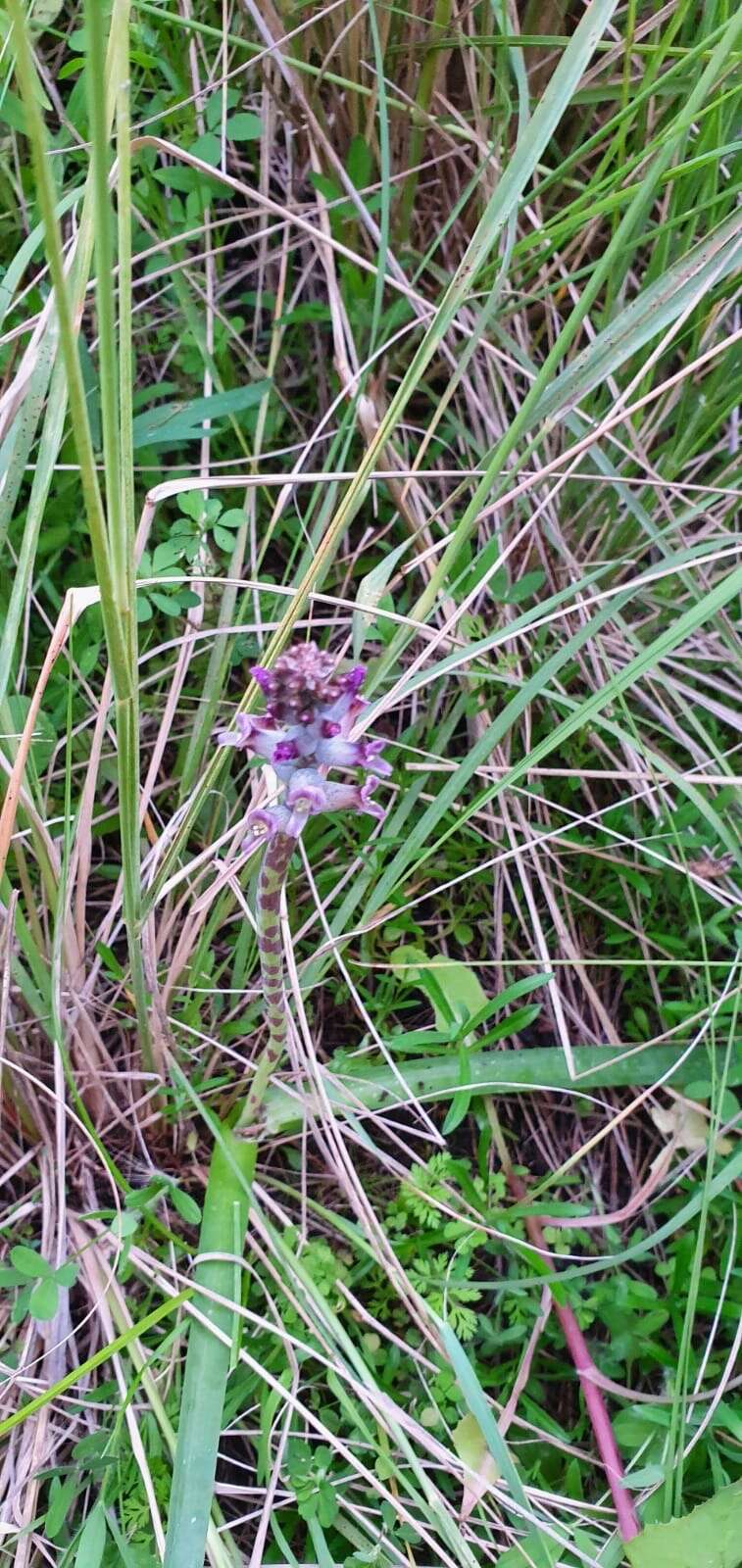 Image of Lachenalia orchioides subsp. parviflora (W. F. Barker) G. D. Duncan