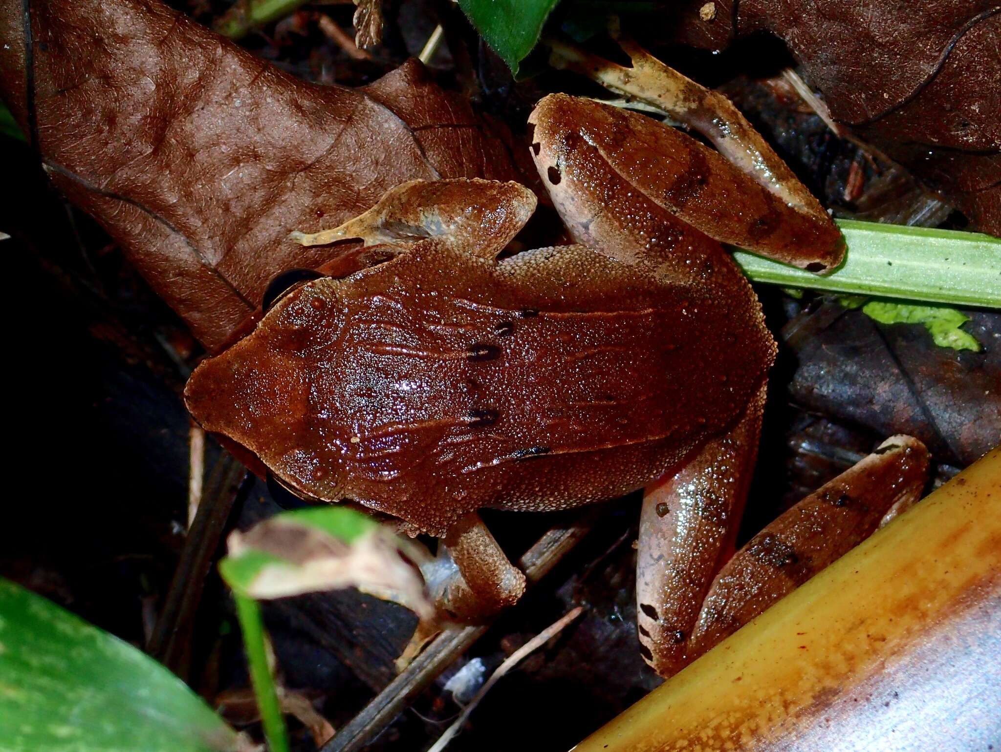 Image of Platymantis corrugatus (Duméril 1853)