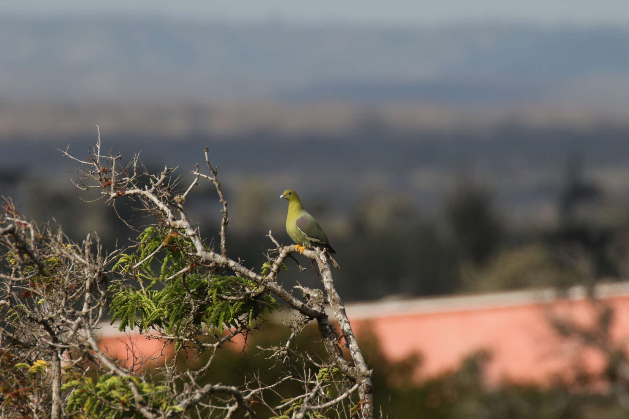 Plancia ëd Treron australis (Linnaeus 1771)