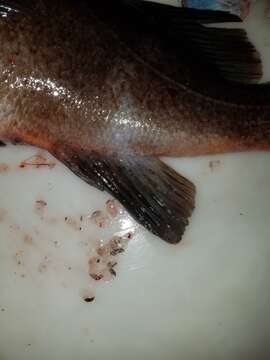 Image of Dusky rockfish