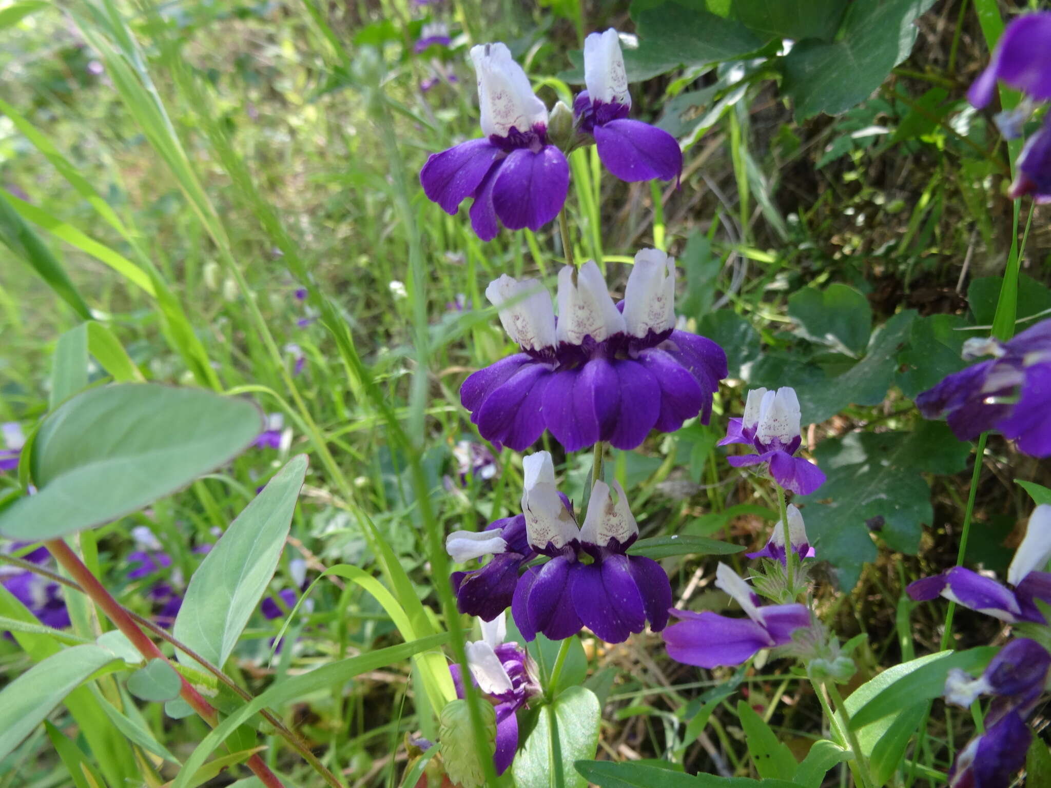 صورة Collinsia heterophylla Buist ex Graham