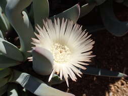 Plancia ëd Cheiridopsis denticulata (Haw.) N. E. Br.