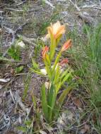 Image of Gladiolus miniatus Eckl.