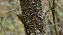 Image of White-striped Woodcreeper