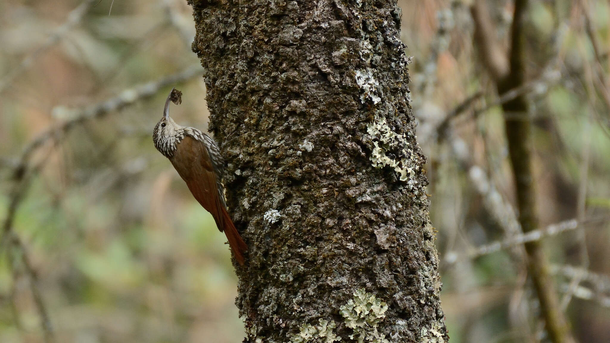 Image of White-striped Woodcreeper