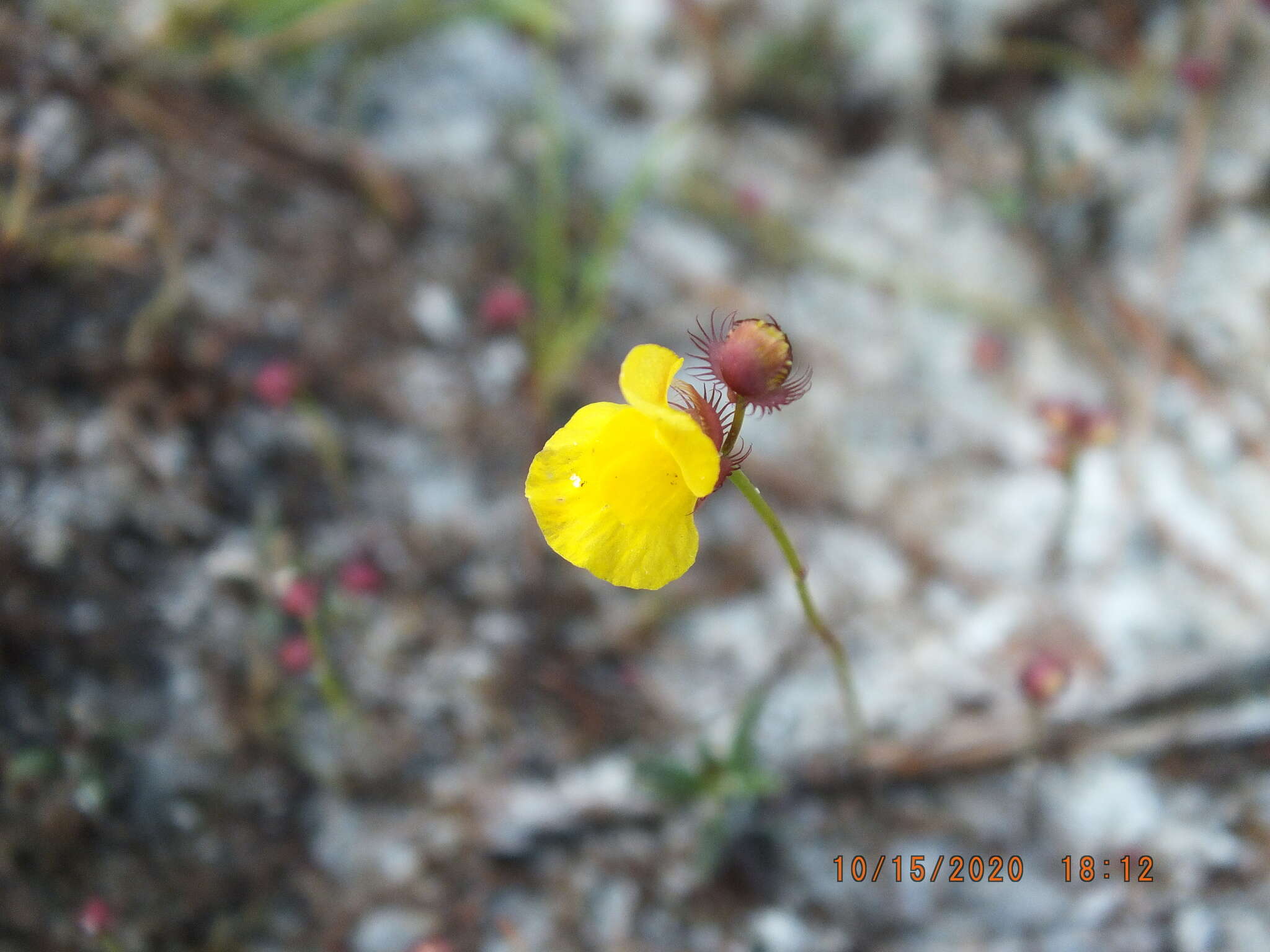 Sivun Utricularia simulans Pilg. kuva