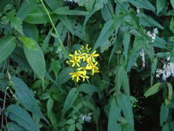 Plancia ëd Senecio morrisonensis var. dentatus Kitam.