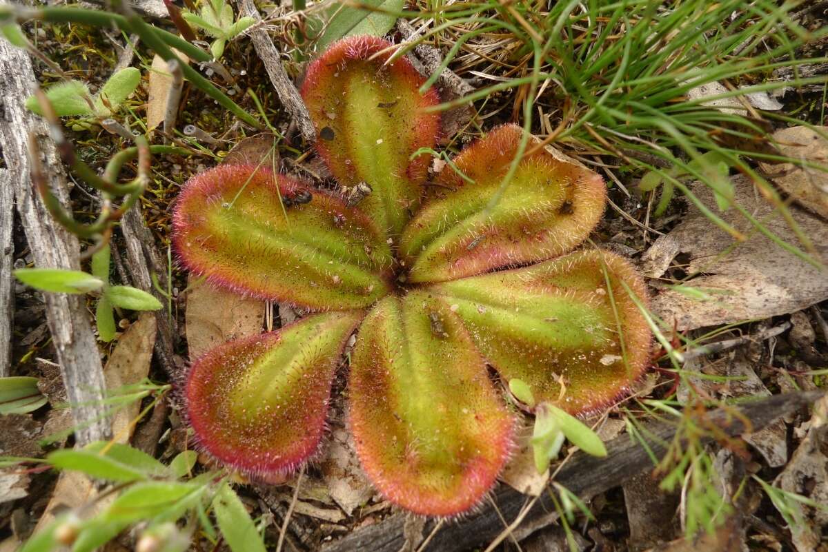 Image of Drosera erythrorhiza subsp. squamosa (Benth.) N. Marchant & Lowrie