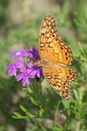 Image of Variegated Fritillary