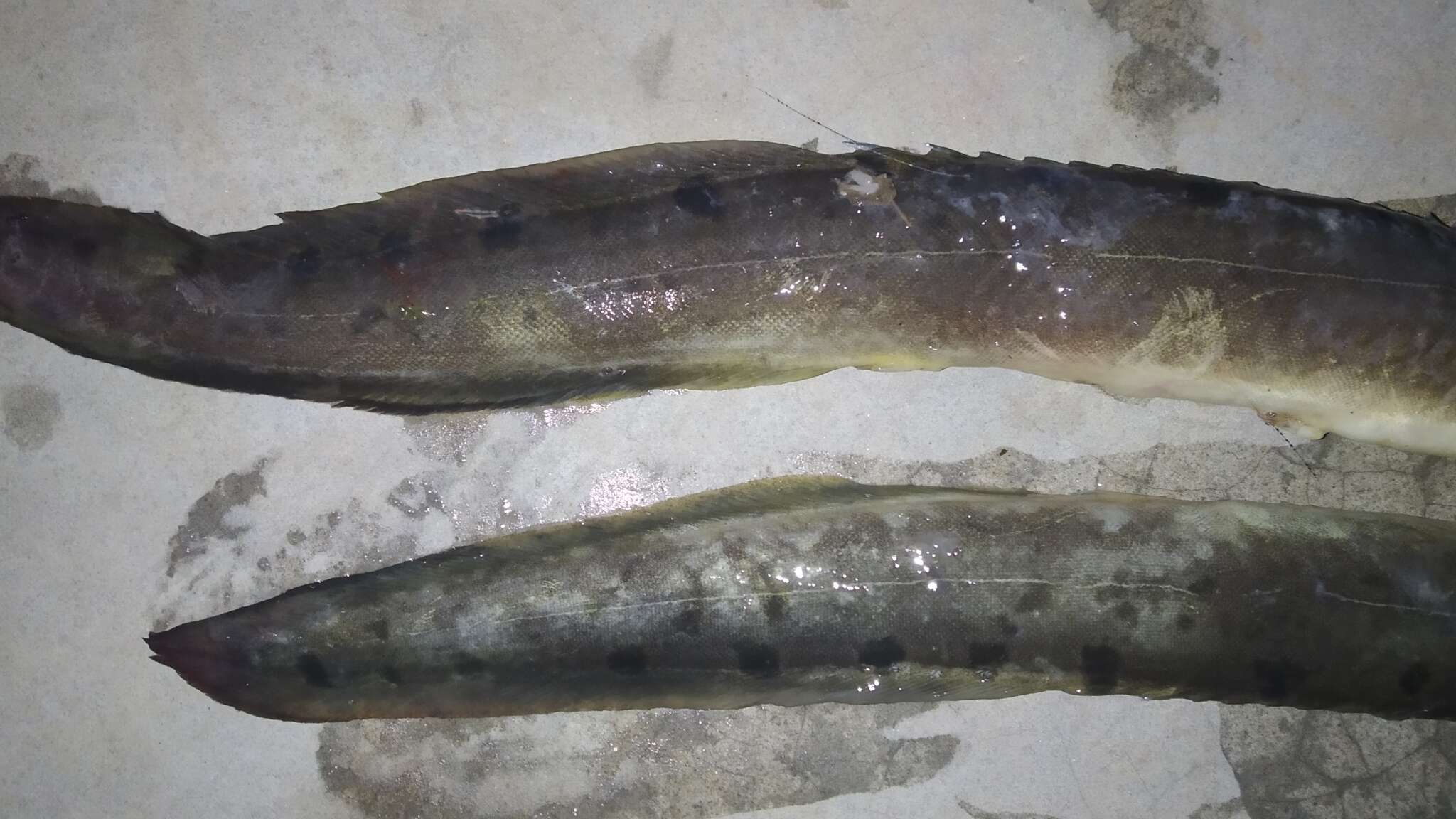 Image of Spiny eel