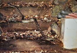 Image of Morelia spilota mcdowelli Wells & Wellington 1984