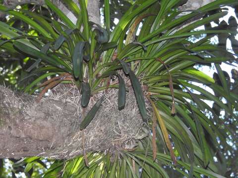 Слика од Cymbidium aloifolium (L.) Sw.