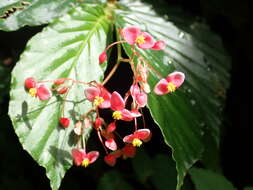 Image of Begonia tonduzii C. DC. ex T. Durand & Pittier