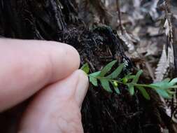 Image of Tmesipteris sigmatifolia Chinnock