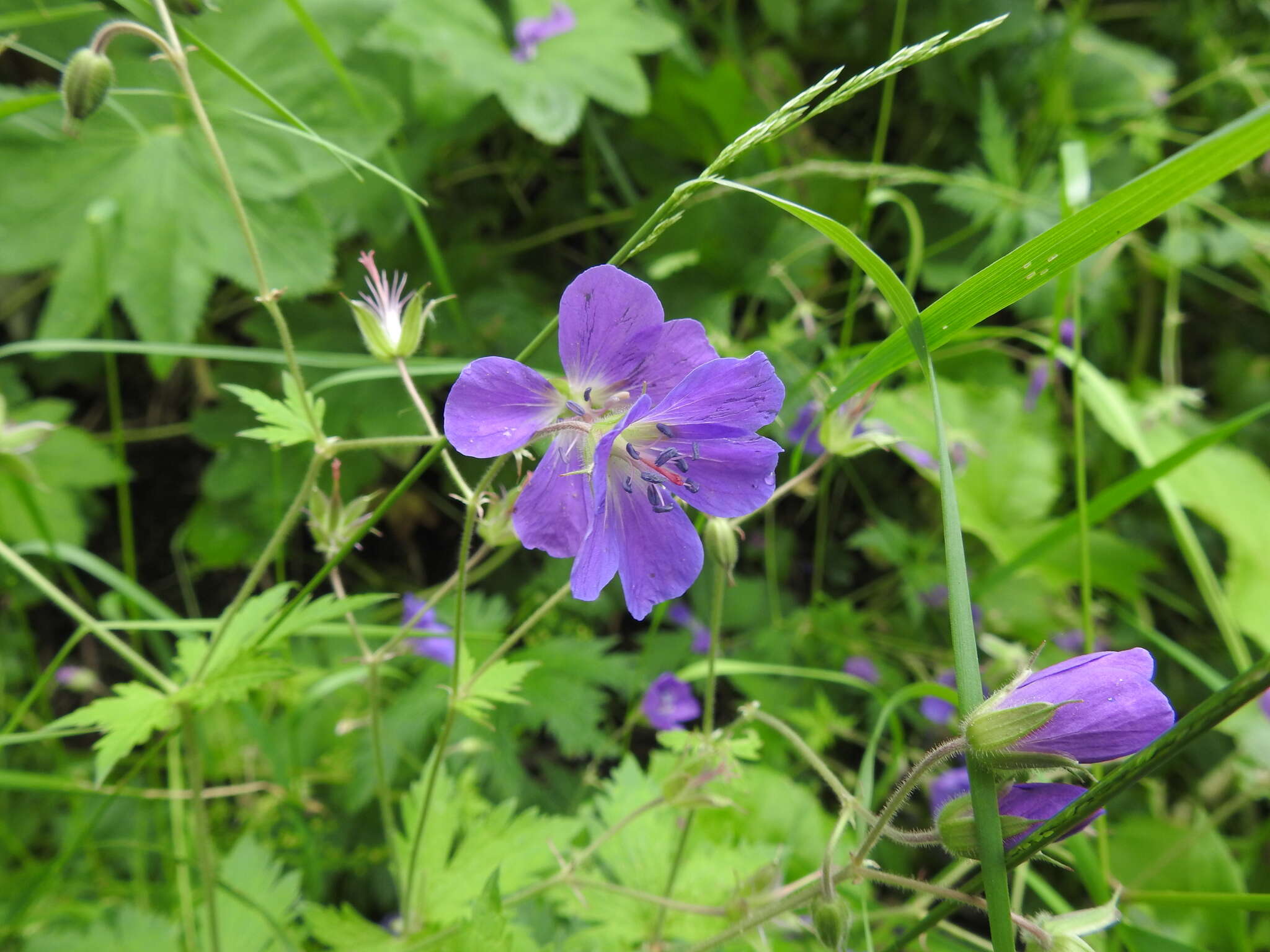 Image of Geranium sylvaticum L.