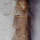 Acrobasis caliginella resmi