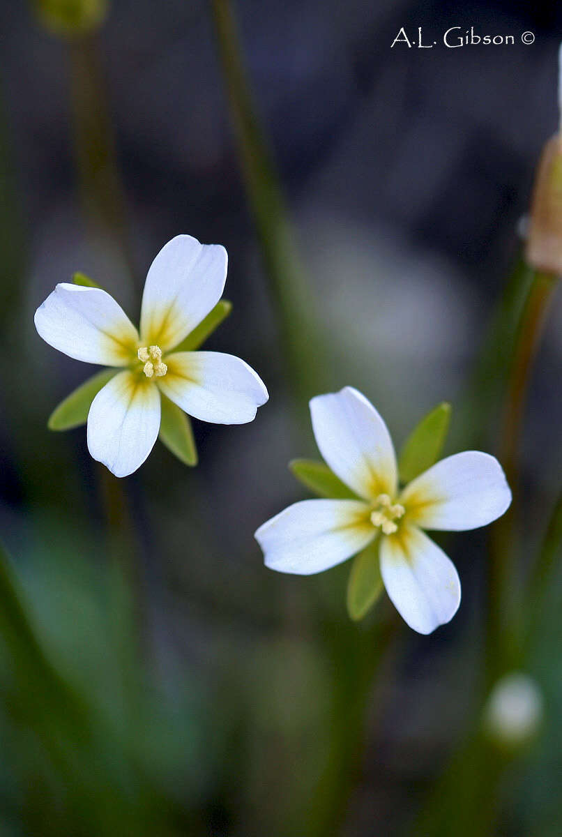 Image of Kentucky glade cress