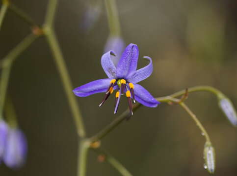 Image of Blueberry Flax Lily