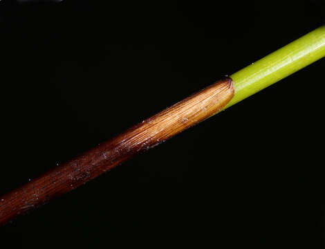 Image of Juncus balticus subsp. ater (Rydb.) Snogerup