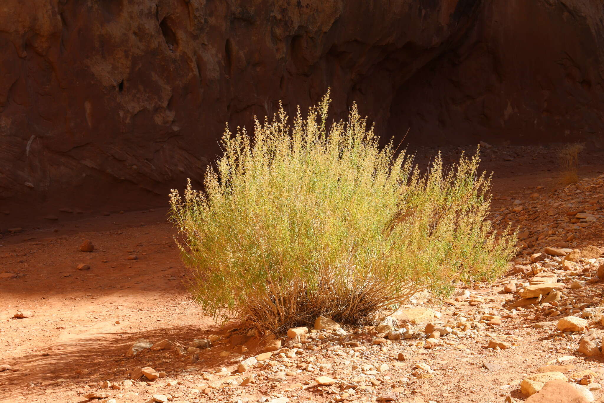 Imagem de Brickellia longifolia S. Wats.