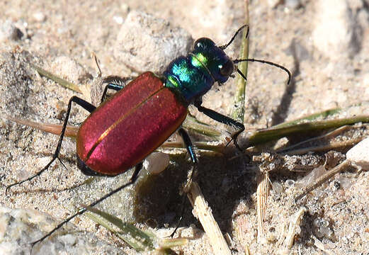 Image of Cicindela (Cicindela) scutellaris scutellaris Say 1823