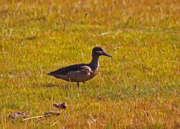 Image of Andean Teal