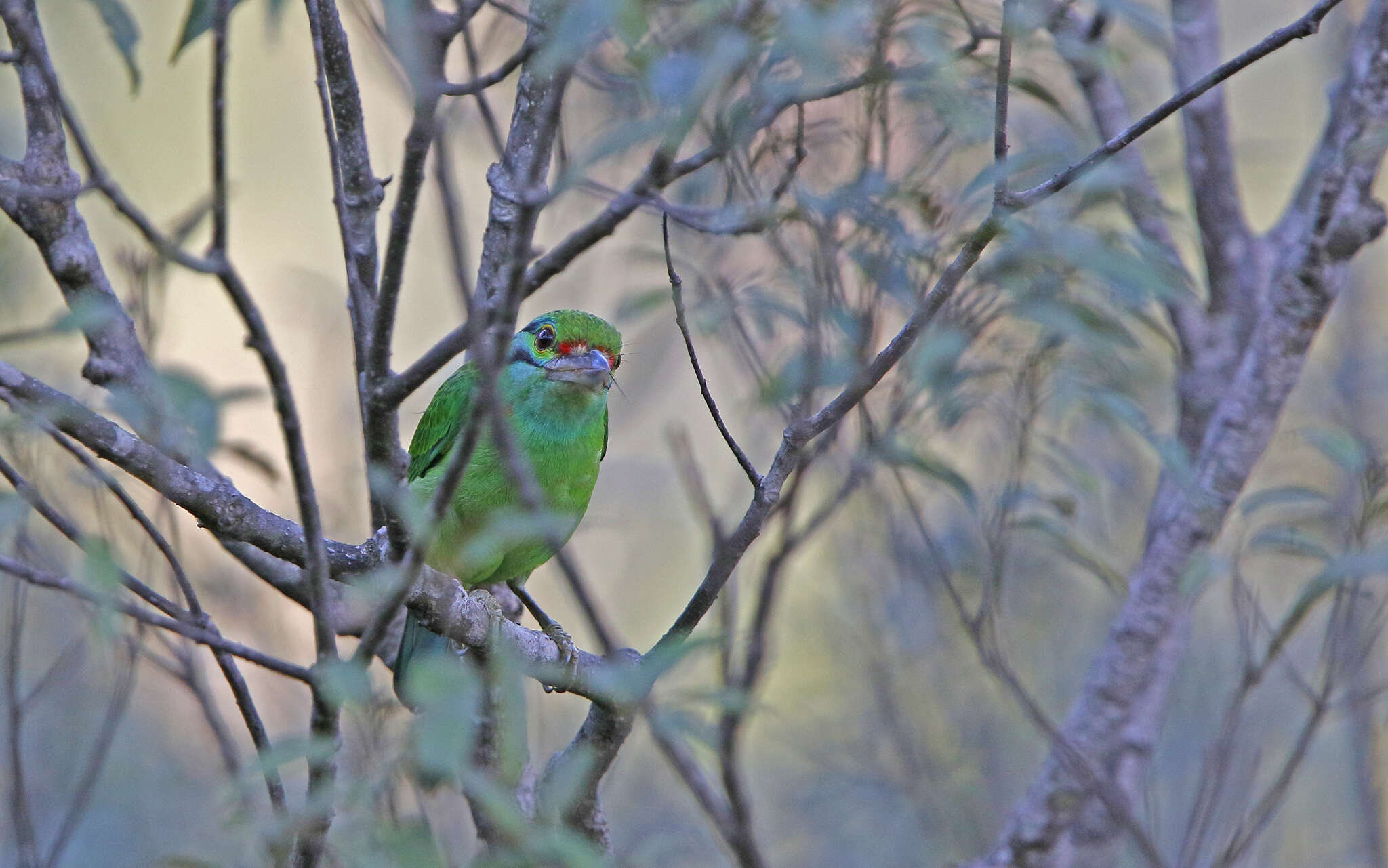 Image of Moustached Barbet