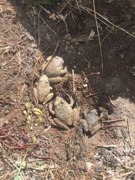 Image of Booroolong Frog