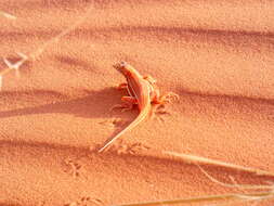 Image of Wedge-snouted Desert Lizard