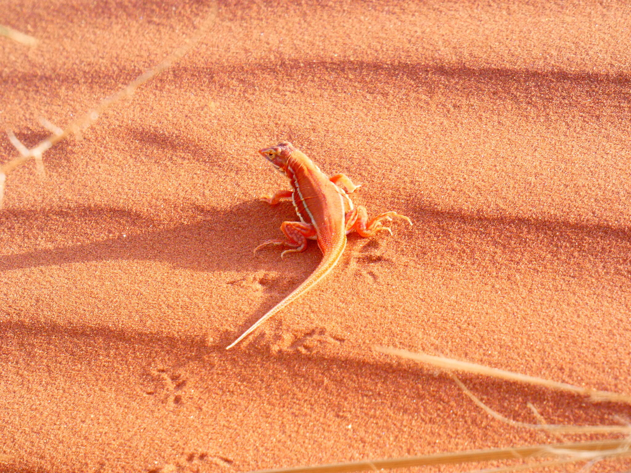 Image of Wedge-snouted Desert Lizard