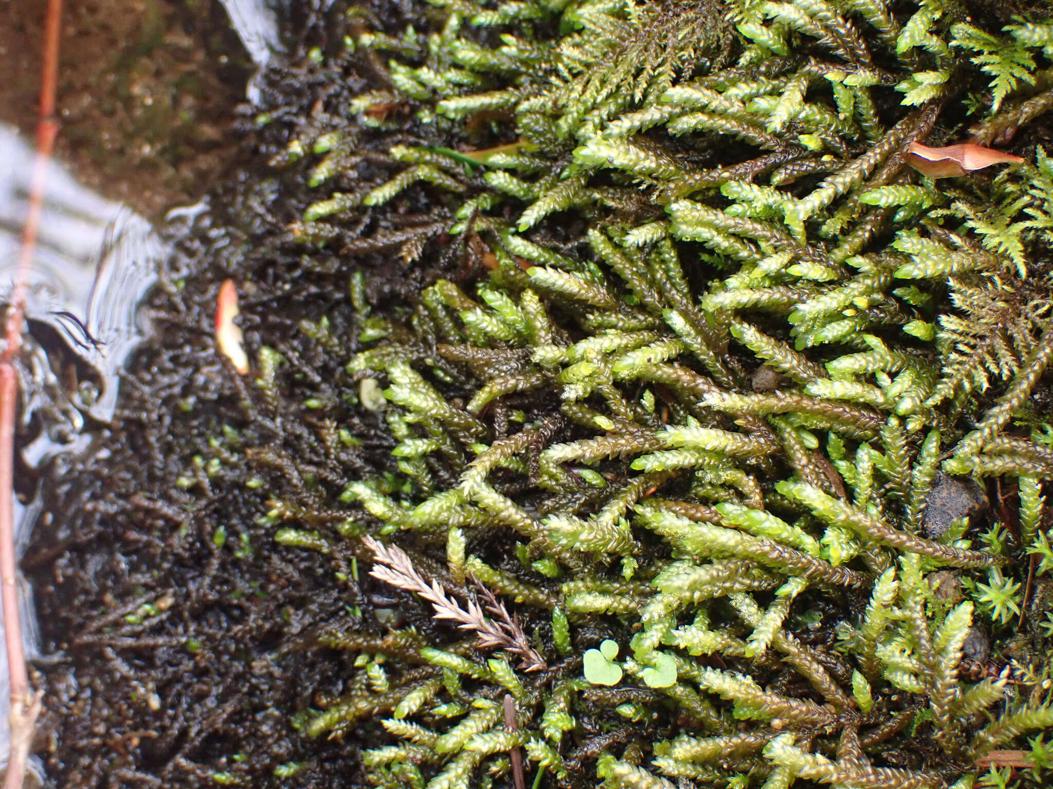 Image of obtuseleaf scleropodium moss