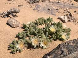 Image of Mesembryanthemum oculatum N. E. Brown