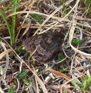 Erebia fasciata Butler 1868 resmi