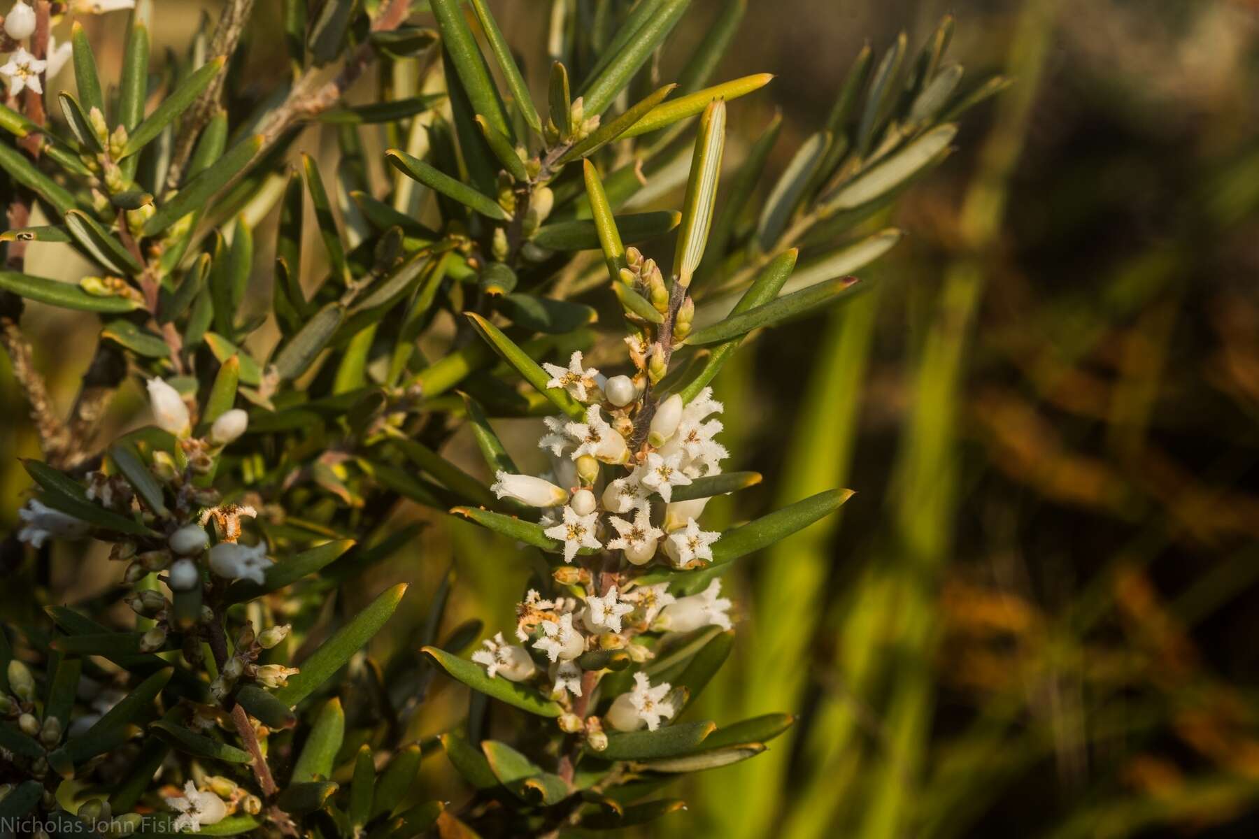 Image of Agiortia pedicellata (C. T. White) Quinn