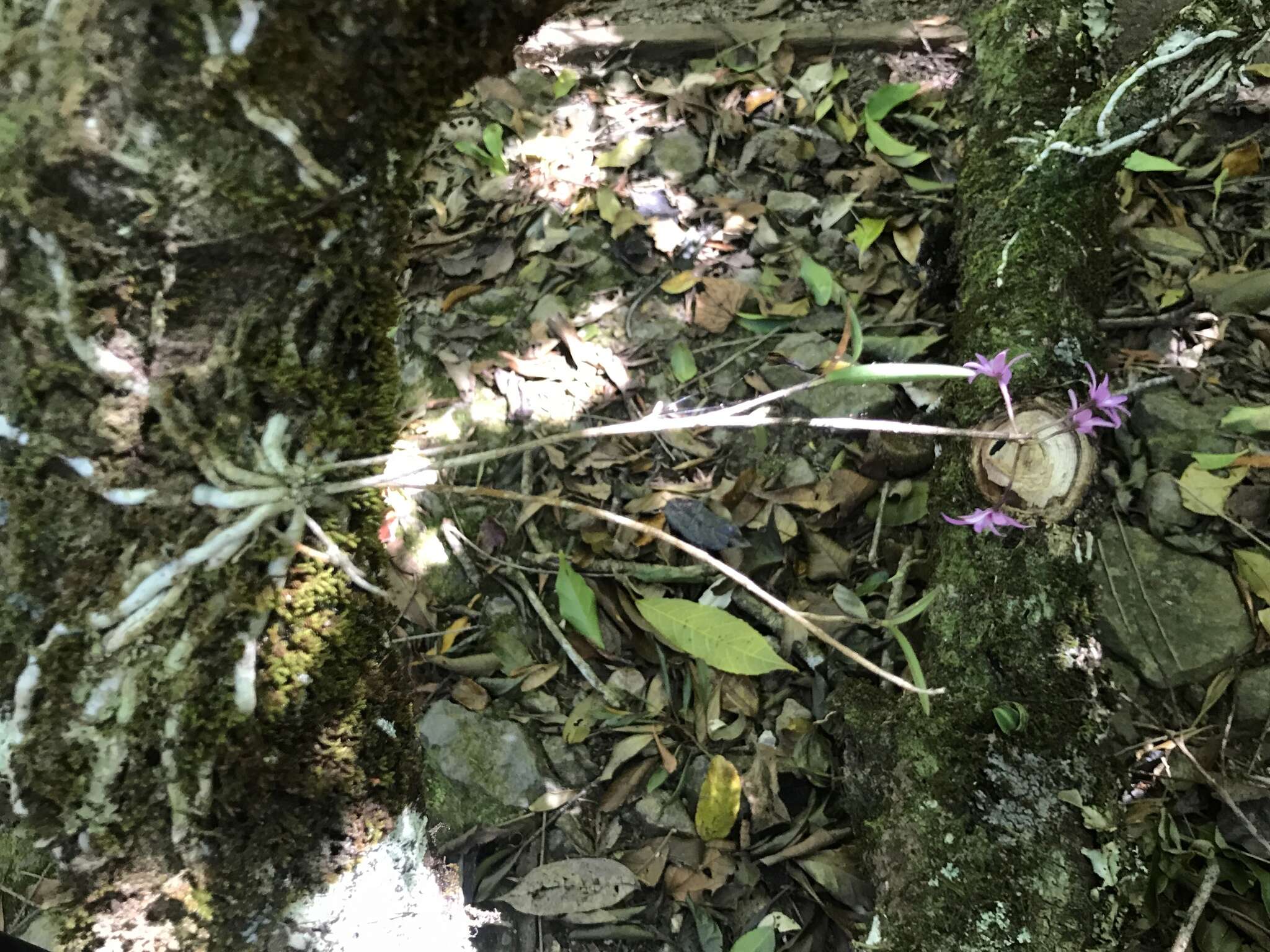 Image of Epidendrum centropetalum Rchb. fil.