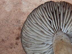 Image of Tricholoma bonii Basso & Candusso 1997