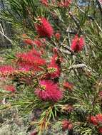 صورة Callistemon subulatus Cheel