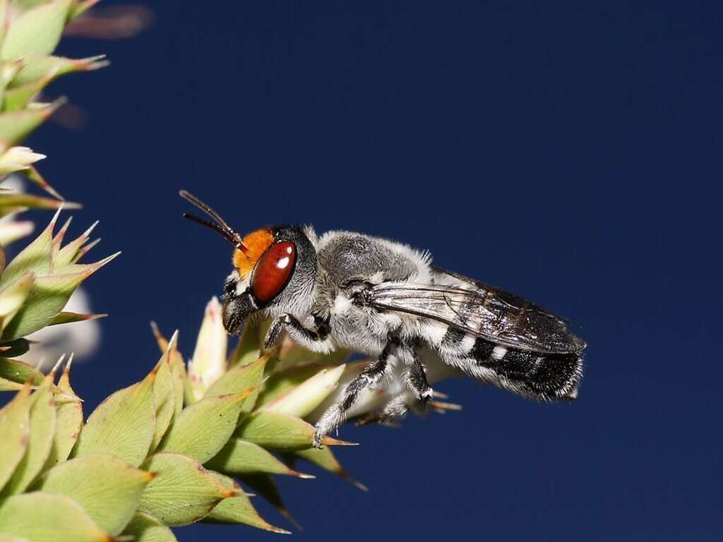 Image of Megachile aurifrons Smith 1853