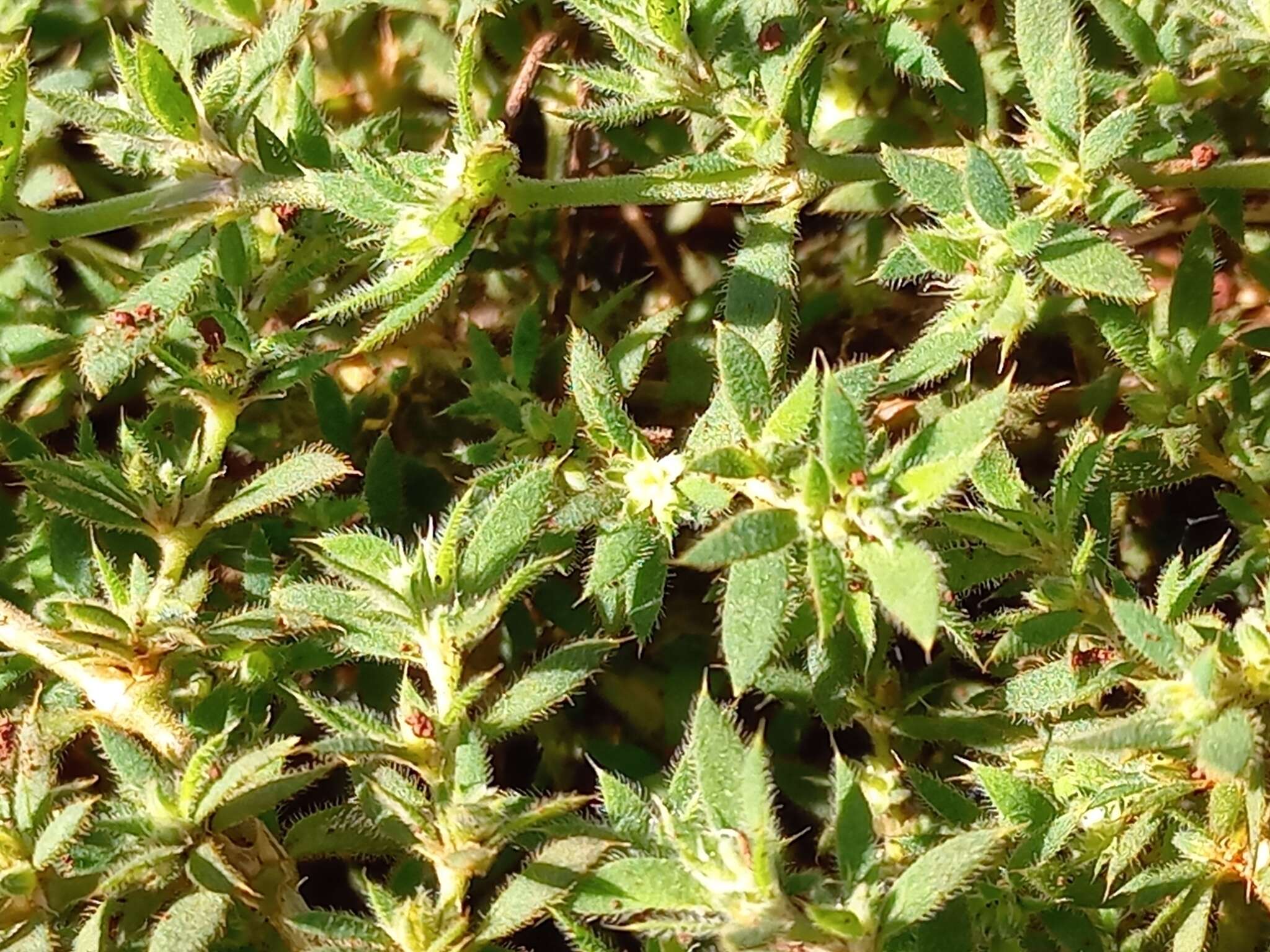 Image of Paronychia communis Cambess.